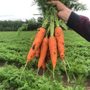 'Xiumei Hongbacun' Carrot Seeds, 5g
