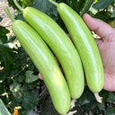 Crispy Jade Fruit Cucumber, 5 Seeds