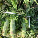 'Jiemei' Red Celtuce, 2000 Seeds
