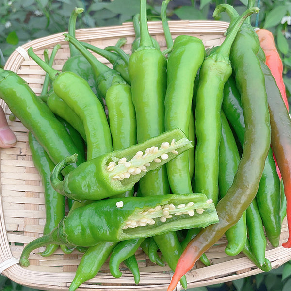Hangjiao No.1 Pepper Seeds, 100 Seeds