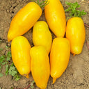 Yellow Banana Tomato, 20 Seeds