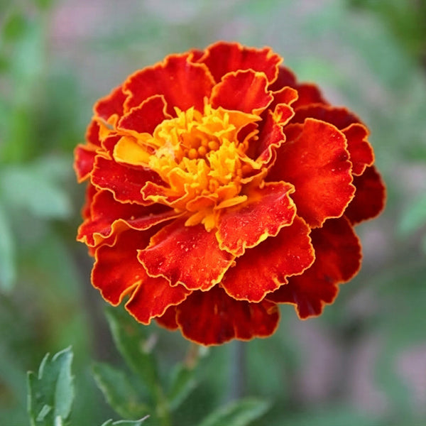 Red Double French Marigold, 200 Seeds