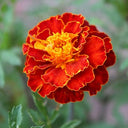 Red Double French Marigold, 200 Seeds