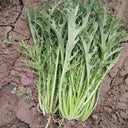 Small-leaved Potherb Mustard Seeds, 10g