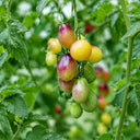 311 Marchenengel Fairytale Angel Tomato, 5 Seeds