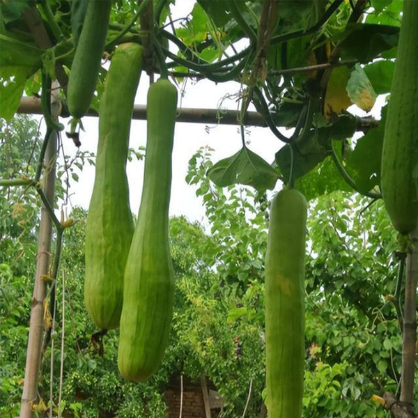 Giant Kan Gua Squash, 10 Seeds
