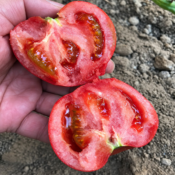 U2610 Pink Beauty Tomato, 20 Seeds