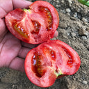 U2610 Pink Beauty Tomato, 20 Seeds