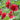 W964 Tall Double Red Hollyhock, 10 Grams ≈ 500 Seeds
