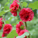 W964 Tall Double Red Hollyhock, 10 Grams ≈ 500 Seeds