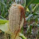 White Sweet Glutinous Corn Seeds