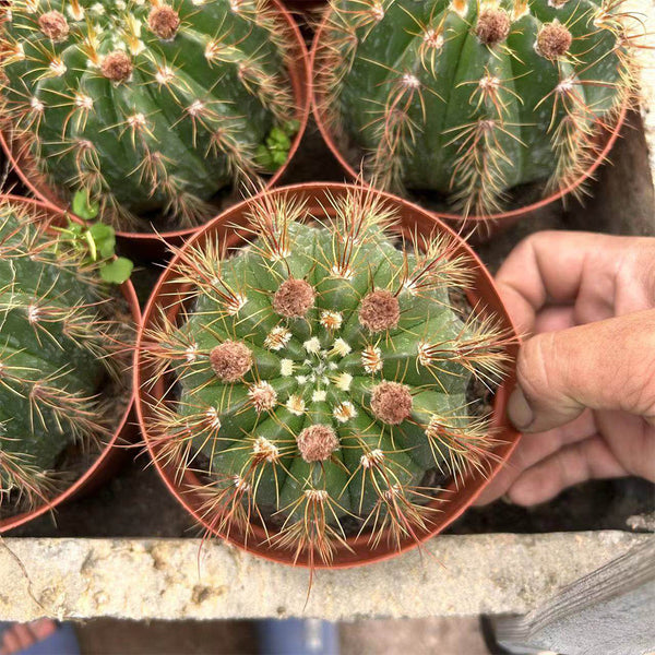 Parodia ottonis 'Pink Flower', 3-4cm