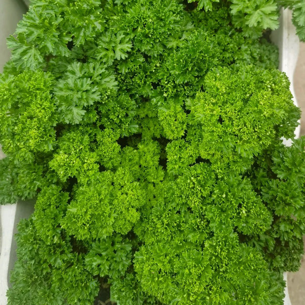 Curly Leaf Parsley Seeds, 2g