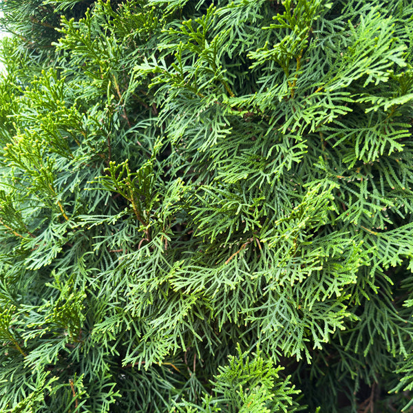 Chinese Arborvitae (Platycladus orientalis), 100 Seeds