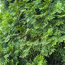 Chinese Arborvitae (Platycladus orientalis), 100 Seeds