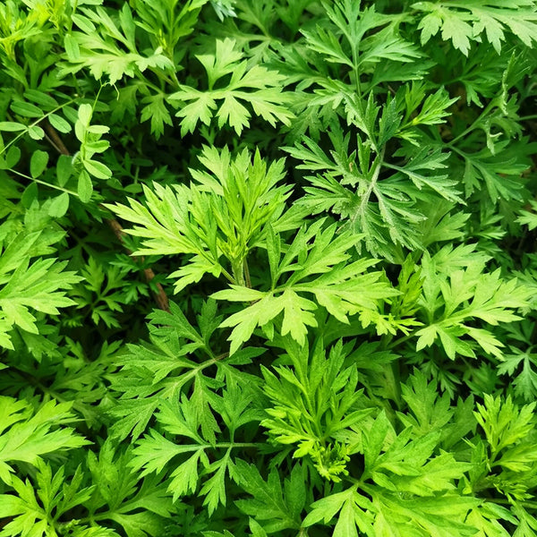 Fragrant Artemisia, 500 Seeds