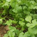 'Jiefeng' Large-Leaf Coriander Seeds, 20g