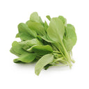 Tender Baby Bok Choy Seeds, 50g