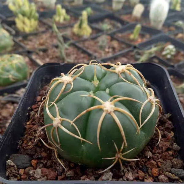 Gymnocalycium denudatum var. paraguayensis, 4-5cm
