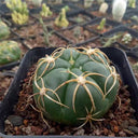 Gymnocalycium denudatum var. paraguayensis, 4-5cm