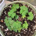 Oxalis corymbosa 'Aureo-reticulata', 5 Bulbs