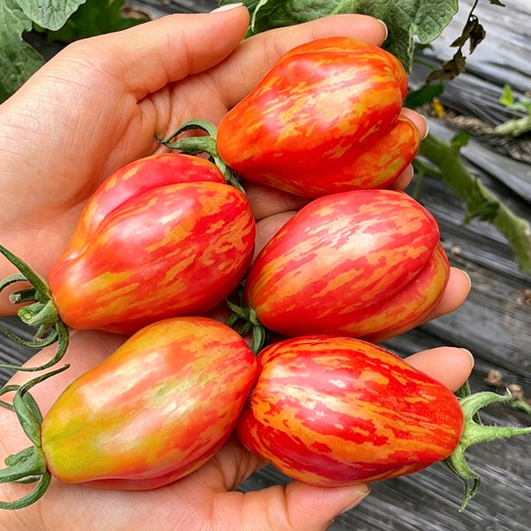 Red Pear Tomato, 100 Seeds