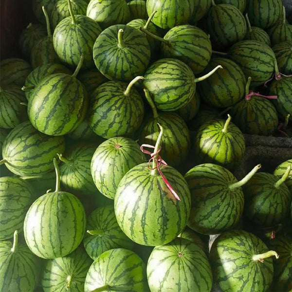 Rainbow Gift Watermelon Hybrid F1 Seeds, 20 Seeds