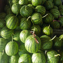 Rainbow Gift Watermelon Hybrid F1 Seeds, 20 Seeds