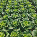 'Cuiqing 60' Qingmaye Chinese Cabbage Seeds, 4g