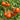 474 Dwarf Black Wizard Tomato, 5 Seeds