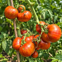 474 Dwarf Black Wizard Tomato, 5 Seeds