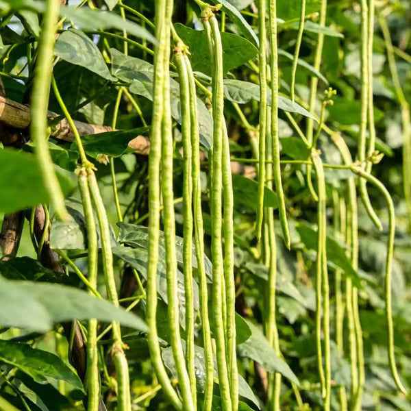 Jiaduobao Yardlong Bean, 30g