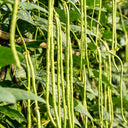 Jiaduobao Yardlong Bean, 30g