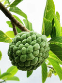 Soursop Seeds