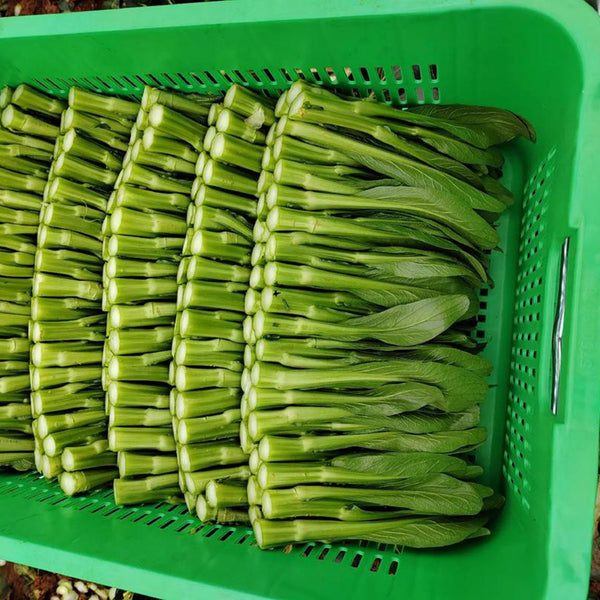 'Li Jian' 120-Day Sweet Choy Sum Seeds, 20g