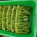 'Li Jian' 120-Day Sweet Choy Sum Seeds, 20g
