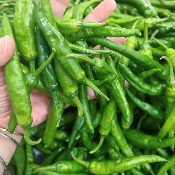 Korean Green Chili Pepper, 20 Seeds