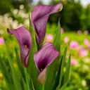 'Paco' Calla Lily, 18/20cm Circumference, 1 Bulb