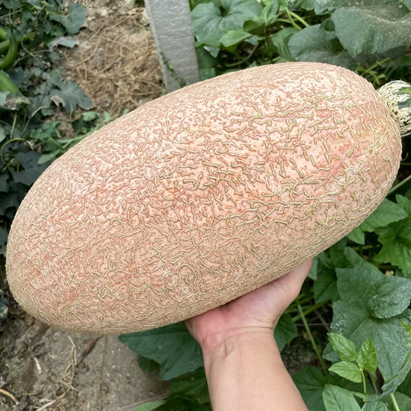 Halloween Pumpkin, 10 Seeds