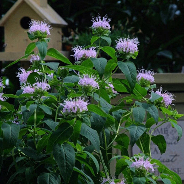 Monarda didyma Seeds, 100 Seeds
