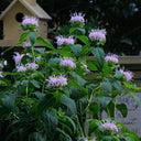 Monarda didyma Seeds, 100 Seeds