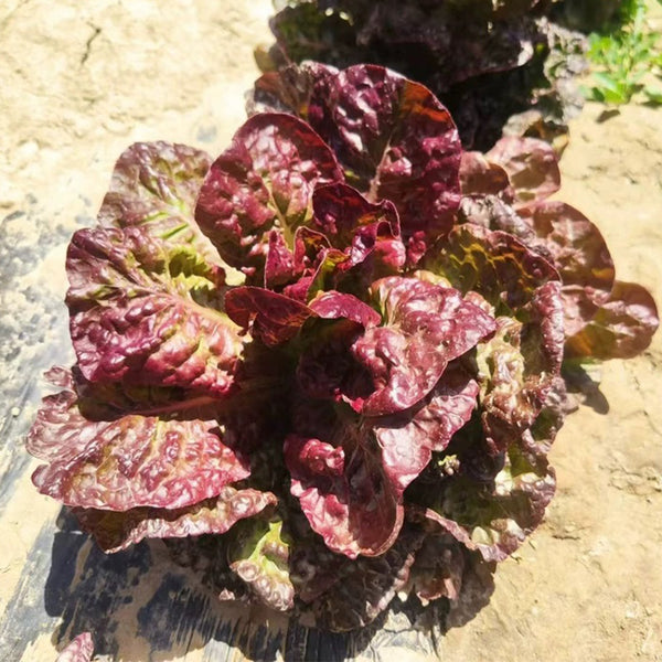 Coffee-colored Butter Lettuce Seeds, 3g