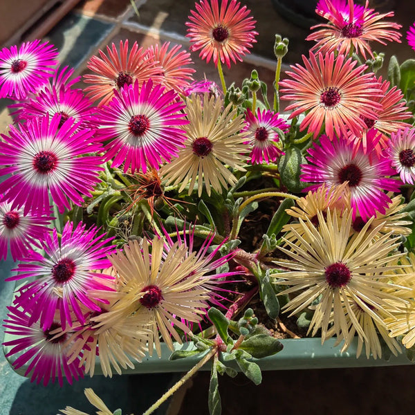 Summer Color Mix Lampranthus Seeds, 1 gram ≈ 3500 Seeds