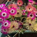 Summer Color Mix Lampranthus Seeds, 1 gram ≈ 3500 Seeds