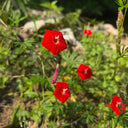 Red Maple Leaf Cypress Vine, 5 Seeds