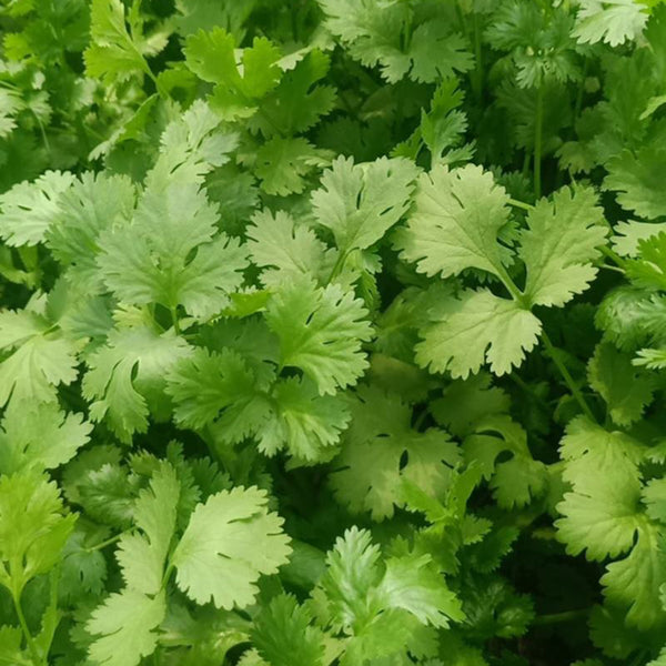 Yunxiang 369 Coriander Seeds, 50g