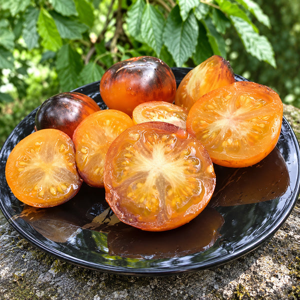 358 Edith Bernhard Tomato, 5 Seeds