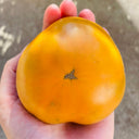 'Yellow Beauty' Beefsteak Tomato, 10 Seeds