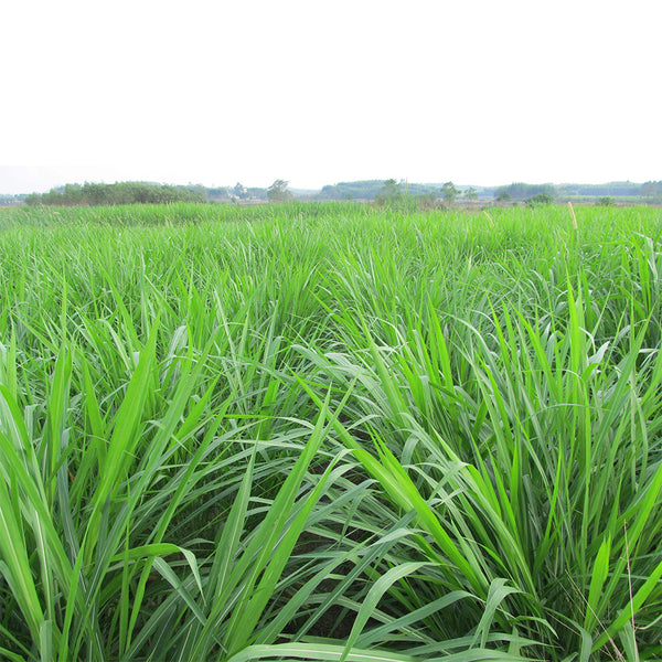 Green Joy Perennial Ryegrass Seeds, 200g