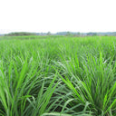 Green Joy Perennial Ryegrass Seeds, 200g